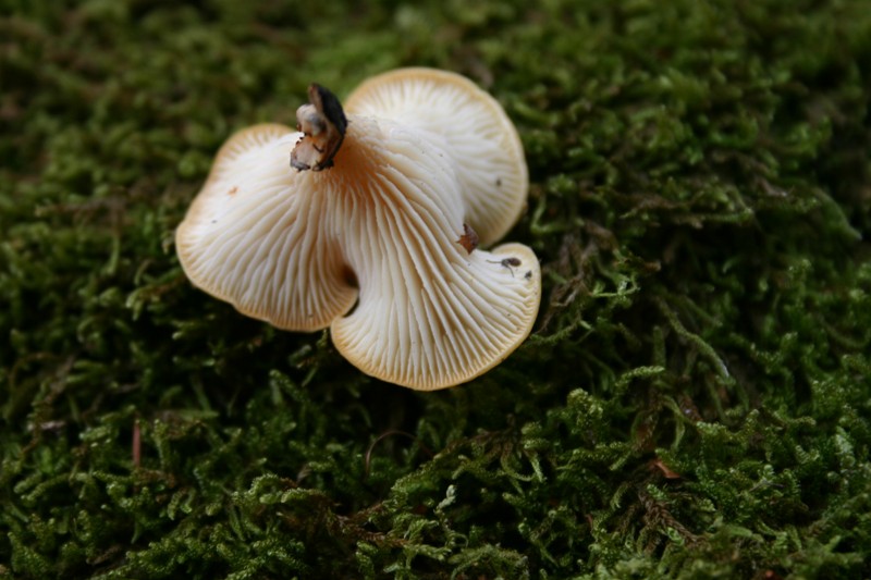 Lentinellus suavissimus?